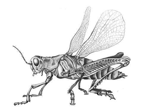 insect black and white drawing.